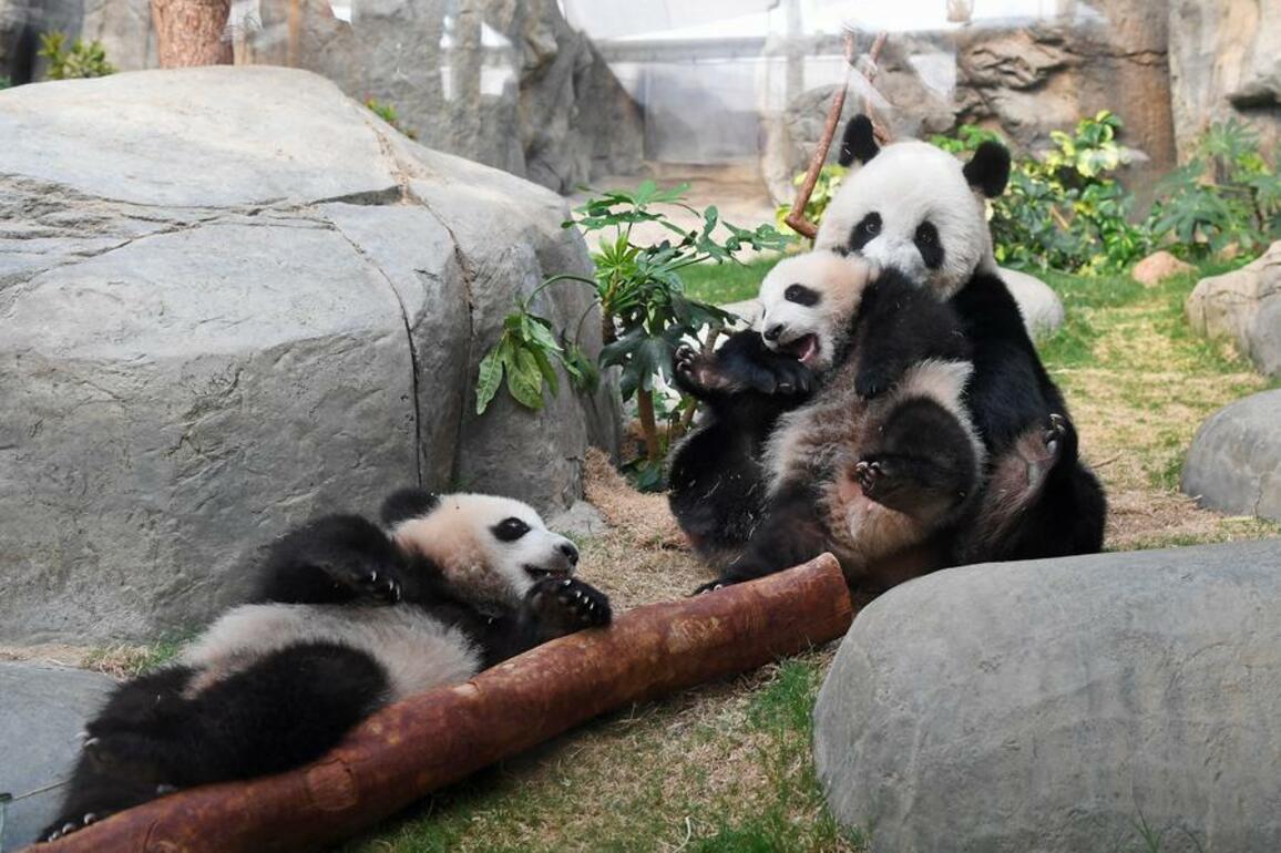 Asia Album: Giant panda cubs and their mother make first appearance together in Hong Kong