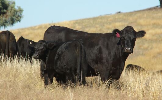 IVF technology can be used to greatly increase the rate of genetic gains without compromising animal welfare and future production. 