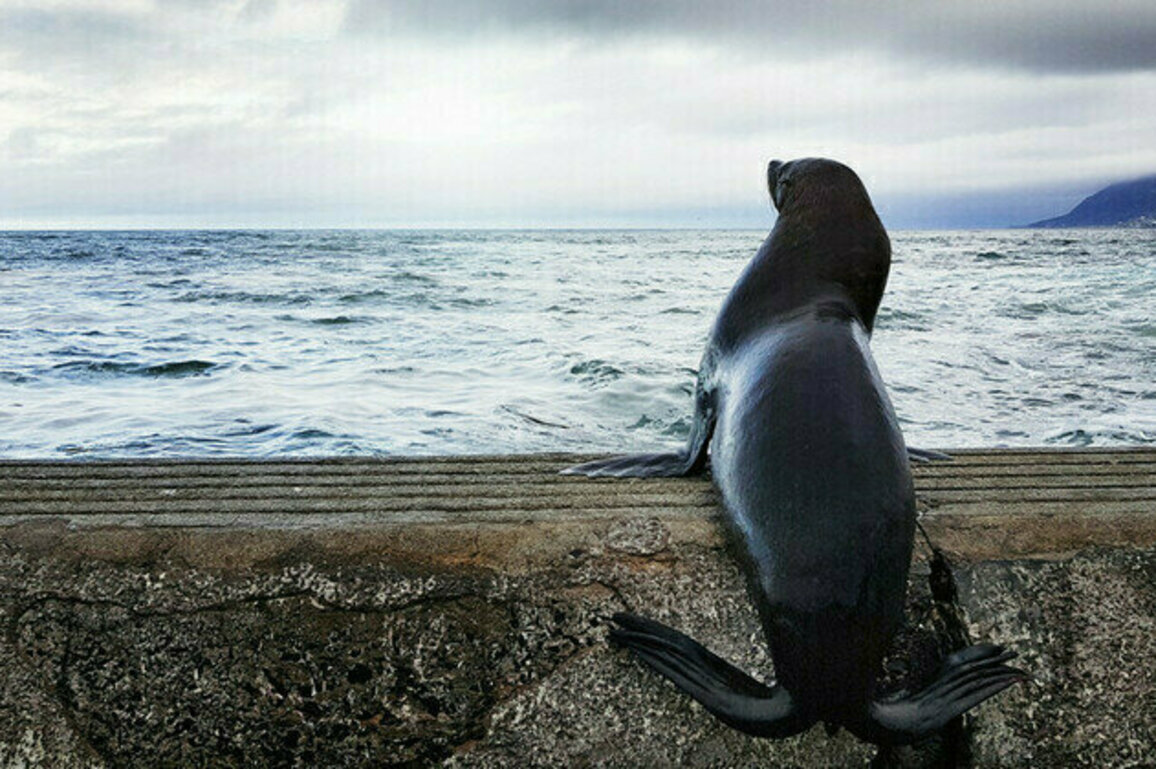 South African seal rescued from fishing hooks 