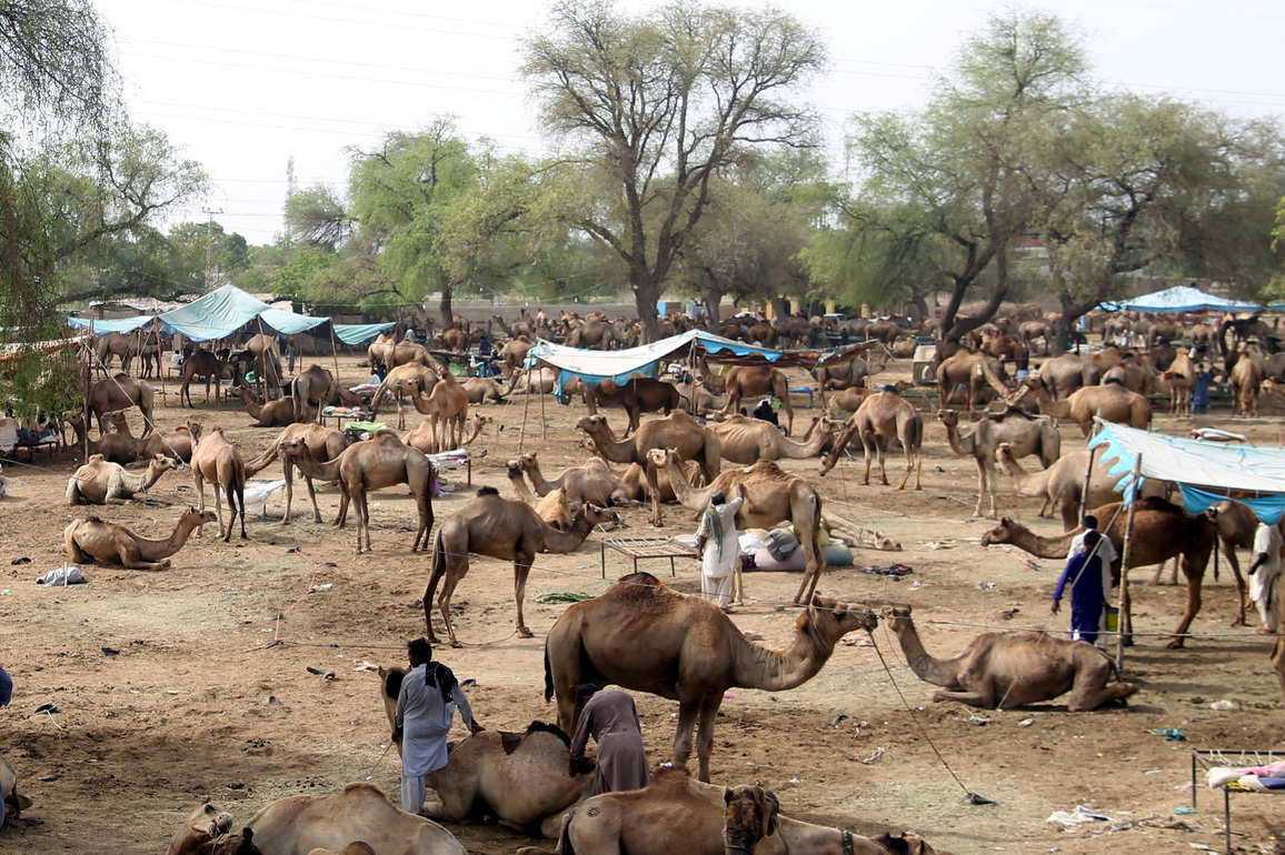 PAKISTAN-HYDERABAD-EID AL-ADHA-CAMEL-MARKET