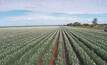 GRDC research has uncovered tips for pulse growers.