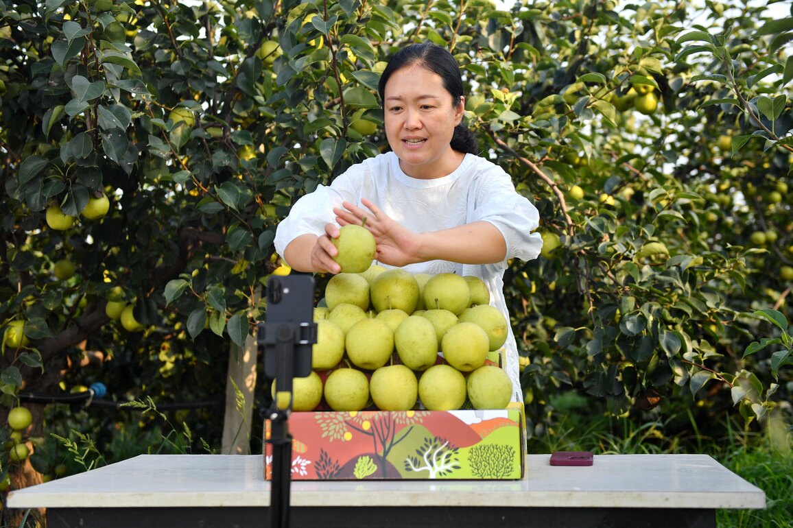 CHINA-HEBEI-PEAR-HARVEST (CN)