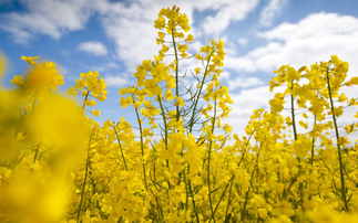 How to harness the benefits of winter OSR