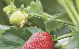 The Farmers Guardian podcast: Open Farm Sunday - why more farmers are being encouraged to open their doors