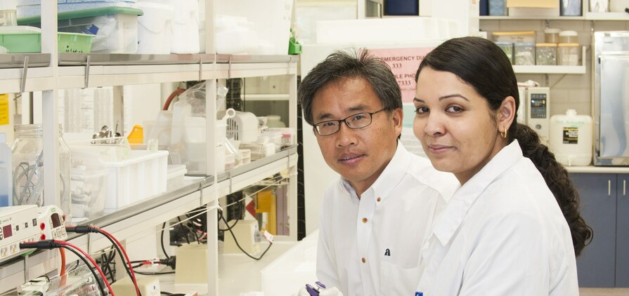 Western Crop Genetics Alliance director, Professor Chengdao Li and DPIRD research scientist Sharon Westcott contributed to an international consortium that recently updated the barley pan genome to help breed new high performance varieties. 