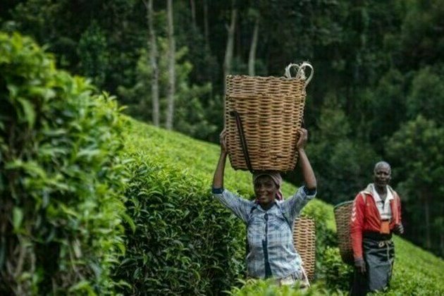 CGTN: Diffusion of tea and its culture along the Silk Road