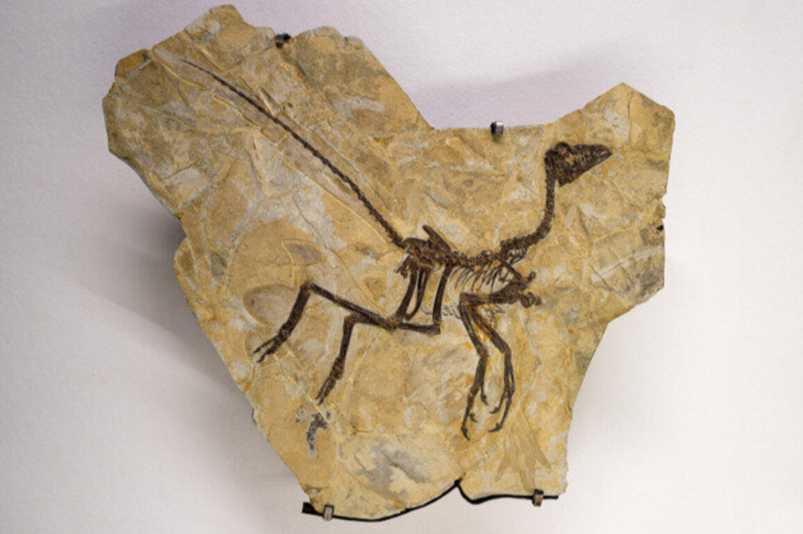 'Exquisite' fossil of one of the smallest dinosaurs found in Argentina