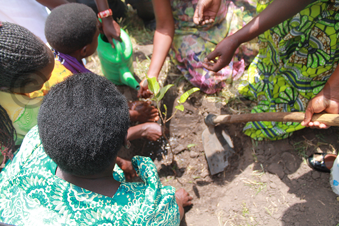 omen from iver afu planting their tree ourtesy hoto