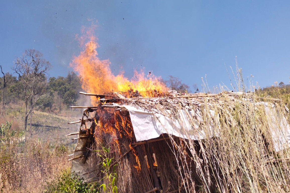 Manipur: 83 acres of illegal poppy plantation destroyed in two separate joint operations; one arrested