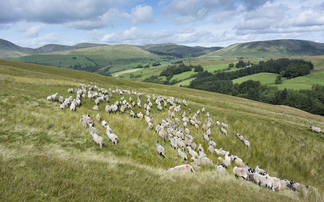 Upland farming pressures highlighted in Efra Committee meeting