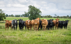 UK beef production expected to fall 5% over coming months