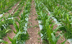 Consider a split dose herbicide strategy to protect maize yields
