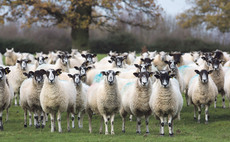 Sheep special: DIY faecal egg counts proving successful for North Yorkshire farmers