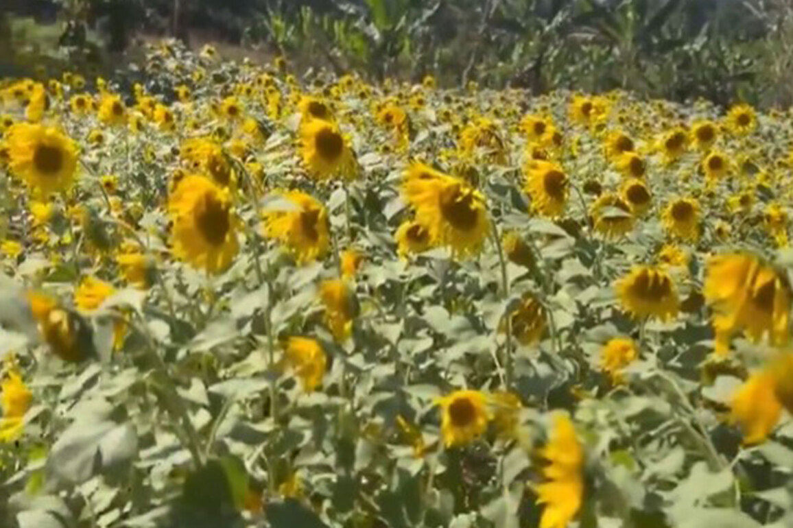 Sunflower oil demand in India may fall 10% amid supply disruption due to West Asia conflict: Crisil
