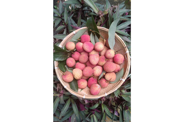 Piyush Goyal hails export of GI-tagged Tezpur litchi to Dubai