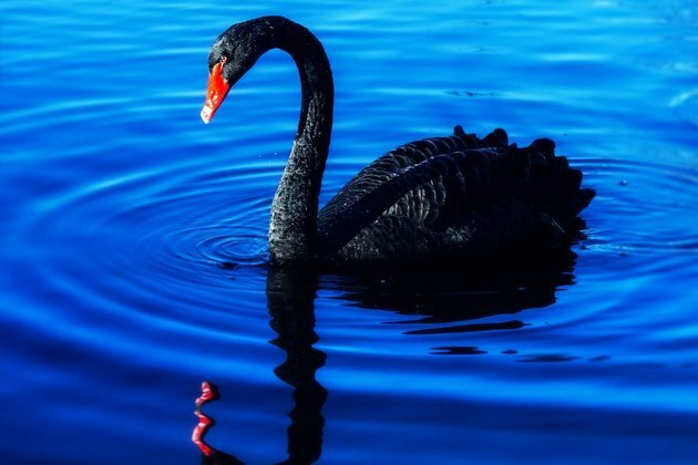 Coronavirus: Can Canada fiscally handle &#039;black swan&#039; events?