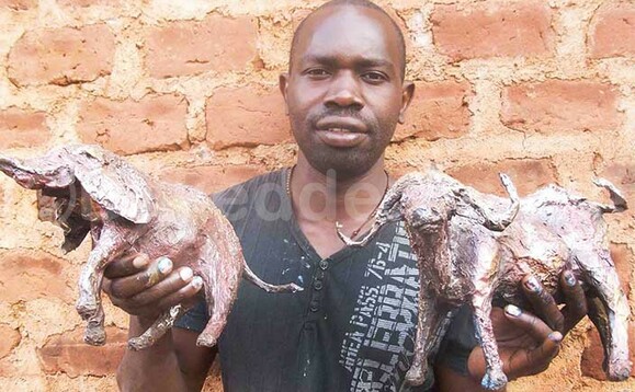 Odwori ng’alaga ekifaananyi ky’enjovu n’embogo bye yakola. Odwori ng’alaga ekifaananyi ky’enjovu n’embogo bye yakola.