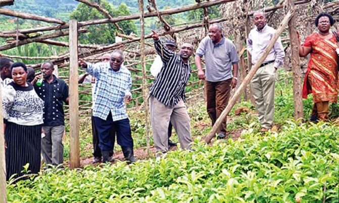 How tea project is transforming Kanungu How tea project is transforming Kanungu