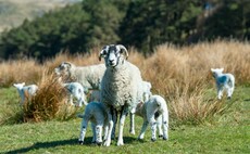 Dog attacks leave two lambs dead as farmer endures repeated livestock worrying incidents