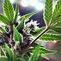 Opinion- Dont forget about medical cannabis patients