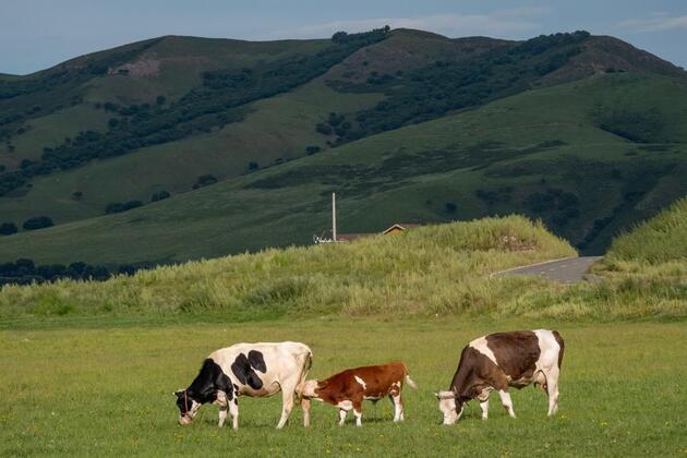 China livestock powerhouse improves pasture management in eco-friendly productivity quest
