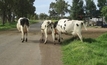Calls for cattle underpasses in NSW