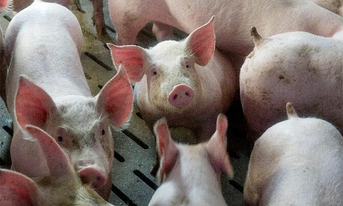 Makerere don gives out pig semen to farmers Makerere don gives out pig semen to farmers