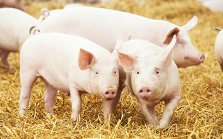 'Too many pigs, not enough slaughter and processing capacity' – British pig sector under pressure