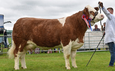 Simmental cow leads Royal Lancashire beef line-up 