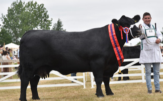 Aberdeen-Angus cow and calf outfit crowned beef supreme at Great Yorkshire Show