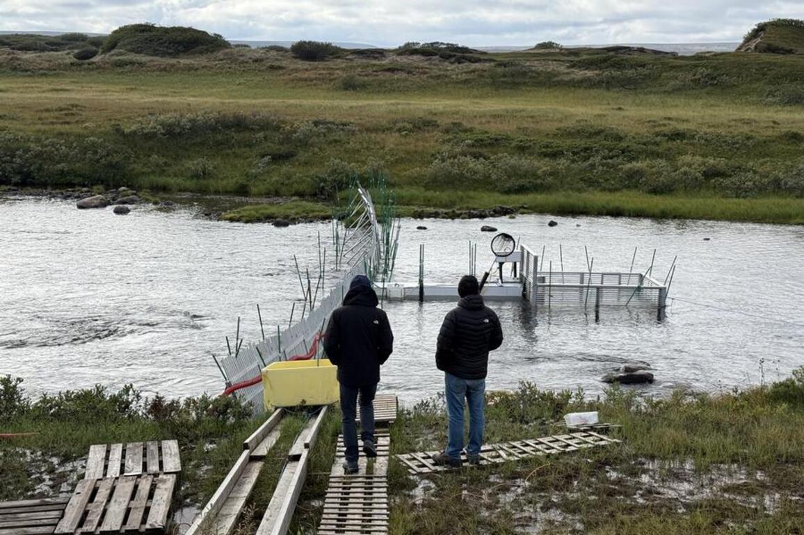 AI helps protect endangered Atlantic salmon in Arctic Norway