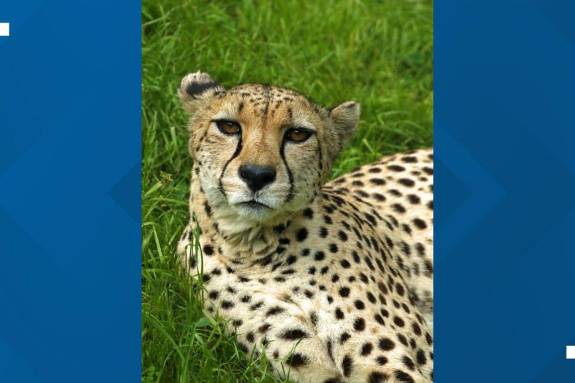 Little Rock Zoo mourns the passing of Maggie the cheetah