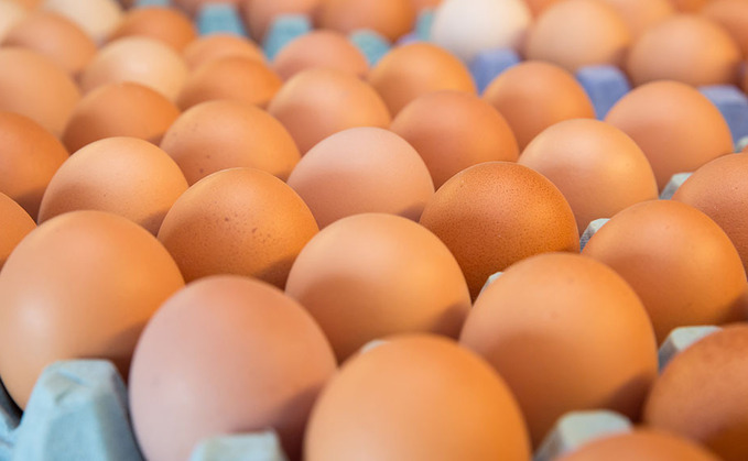 Free range egg sector 'in crisis' as producers lose £250,000