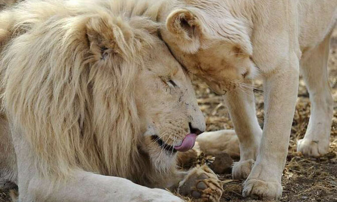 Lions suspected in drowning of 400 buffaloes in Botswana Lions suspected in drowning of 400 buffaloes in Botswana
