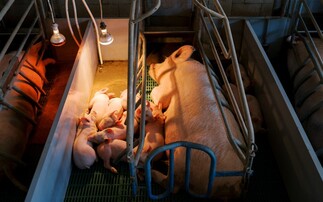 Pressure on Defra to phase out farrowing crates in upcoming Animal Welfare Strategy