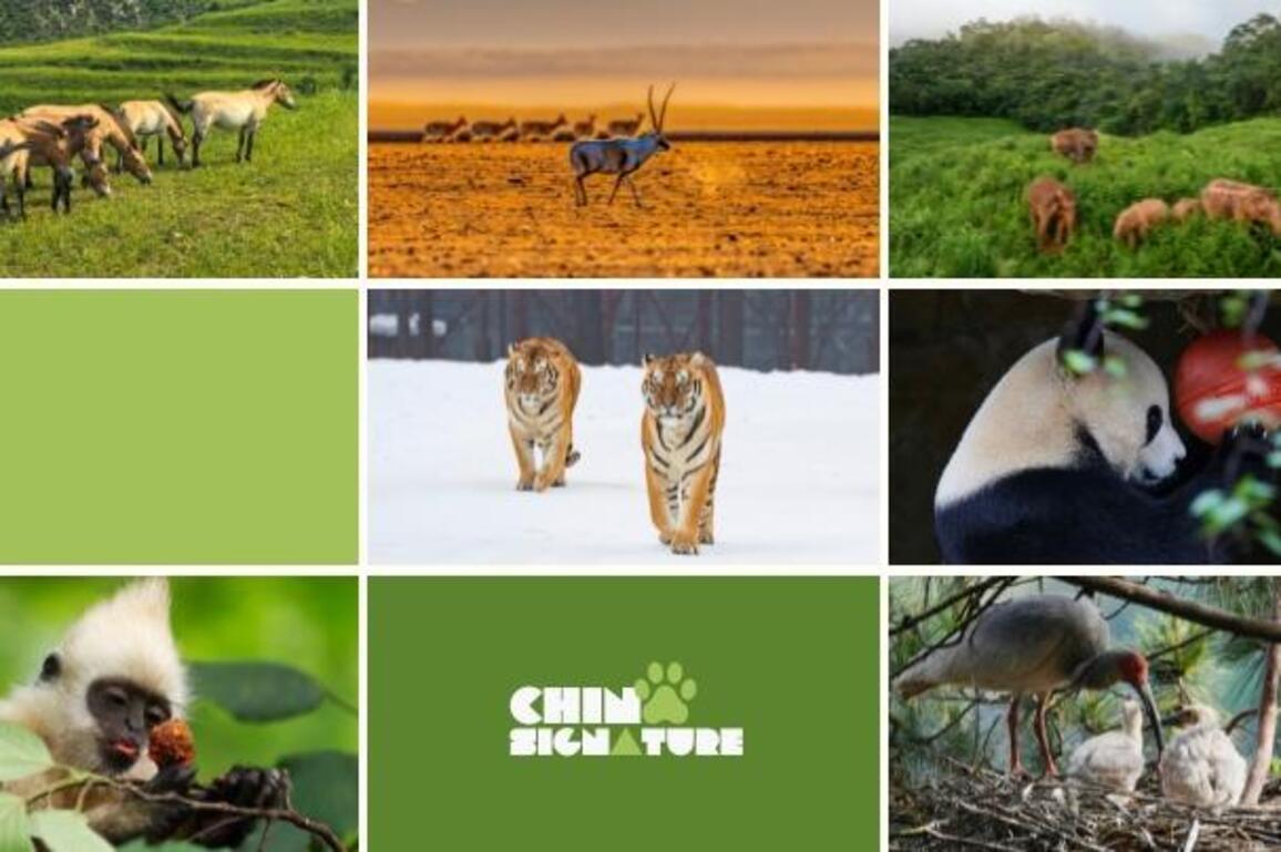 ChinaSignature | Returning animal friends: China's ecological milestones in wildlife recovery