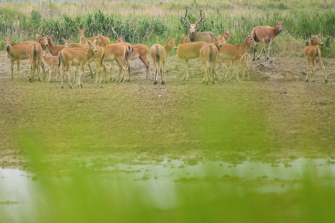 (EcoChina)CHINA-JIANGSU-YANCHENG-MILU DEER (CN)