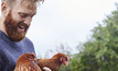 SAP offers insights for the poultry and livestock industry