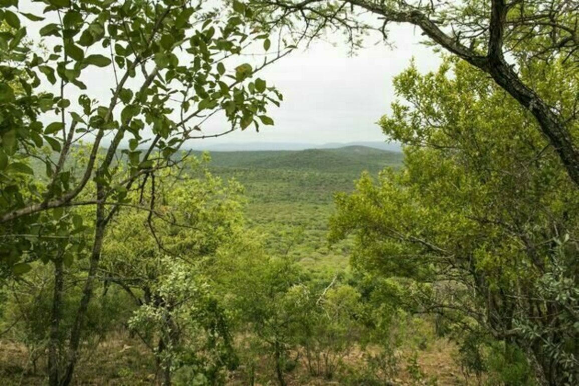Land reform in South Africa: how one community set up a successful game reserve