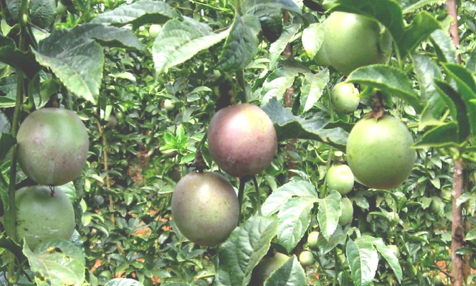 Invest in passion fruits, earn sh1.4m per week Invest in passion fruits, earn sh1.4m per week