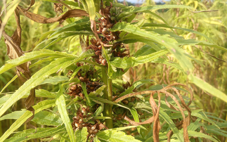 Licence extended for regulated hemp growers