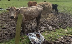 'Like reading the script of a horror movie' - Devon farmer prosecuted over 'appalling' conditions for livestock on Honiton Farm