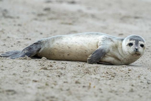 Hawaii residents fined $20,000 after unleashed dogs maul monk seal pup