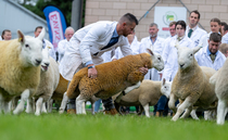 Suffolk steals the show at the Royal Welsh