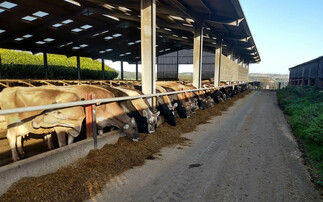 Brown Swiss add value to Staffordshire dairy herd
