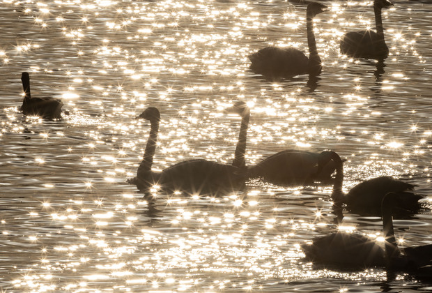 CANADA-AYLMER-TUNDRA SWAN-MIGRATION