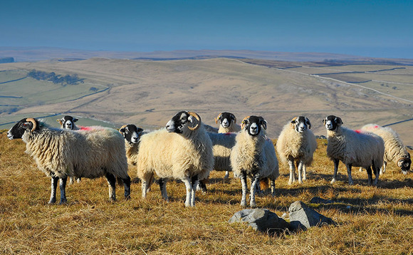 Victory for uplands as SFI moorland payment increased by 60 per cent