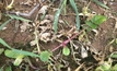 Swift action to curb wild radish resistance