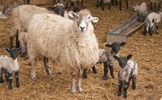 Sheep special: Mastitis – what are the signs and symptoms to look out for?