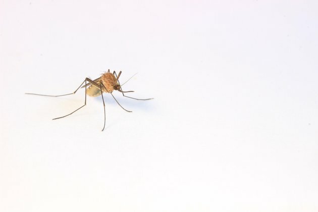 Where do all the mosquitoes go in the winter?